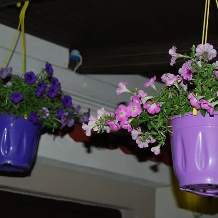 Traditional The Small Museum Ionian Sea Guest house *